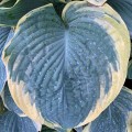 Hosta "Gigantosaurus", fot. dzięki uprzejmości Walters Gardens, Inc.