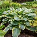 Hosta "Gigantosaurus", fot. dzięki uprzejmości Walters Gardens, Inc.