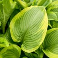 Hosta "Lone Star", fot. dzięki uprzejmości Walters Gardens, Inc.