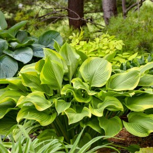 Hosta „Lone Star” - funkia