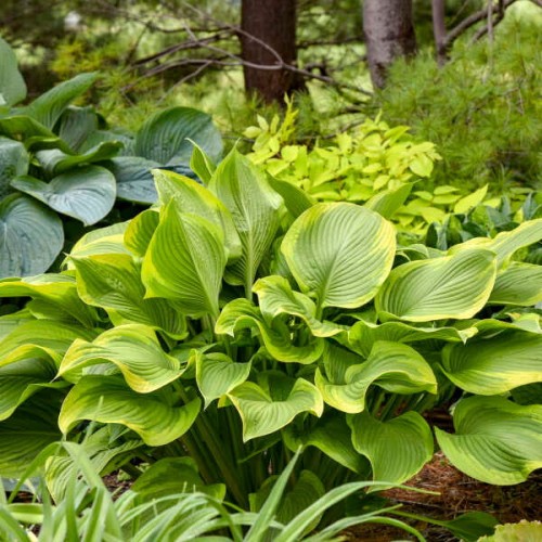 Hosta "Lone Star", fot. dzięki uprzejmości Walters Gardens, Inc.