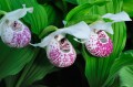 cypripedium_ulla_silkens4.jpg