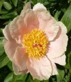Paeonia "Apricot Whisper"