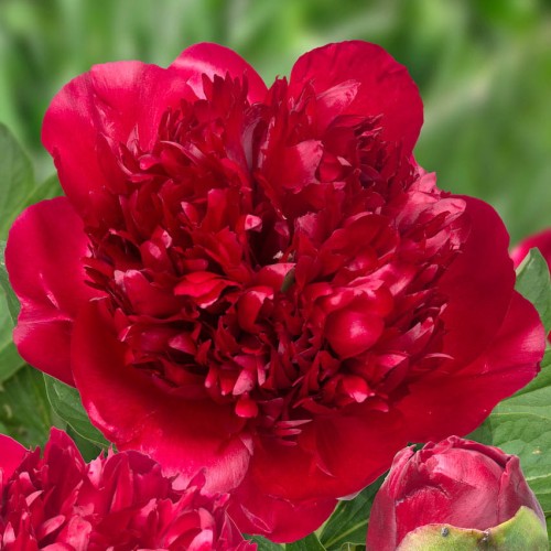 Paeonia "Christmas Velvet"