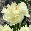 Paeonia "Early Sensation"