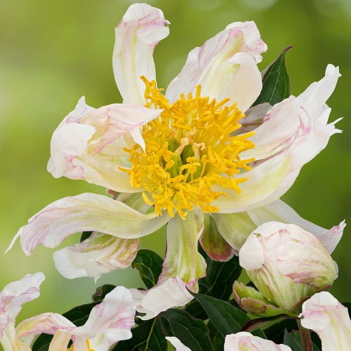 Paeonia "Green Halo"