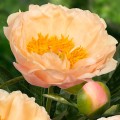 Paeonia "King's Day"