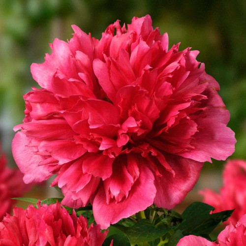 Paeonia lactiflora "Many Happy Returns"