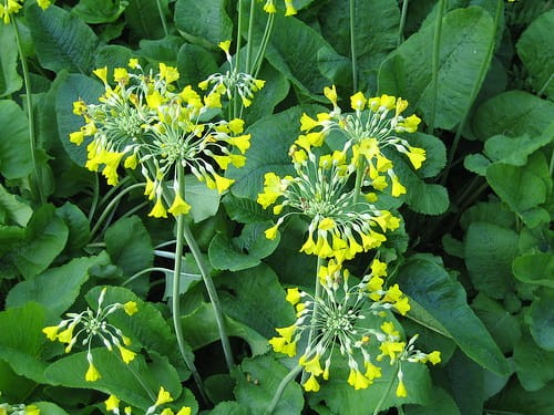 Primula florindae