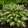 Hosta "Miss America", fot. dzięki uprzejmości Walters Gardens, Inc.