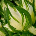Hosta "Miss America", fot. dzięki uprzejmości Walters Gardens, Inc.