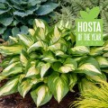 Hosta "Miss America", fot. dzięki uprzejmości Walters Gardens, Inc.