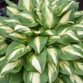 Hosta "Miss America", fot. dzięki uprzejmości Walters Gardens, Inc.