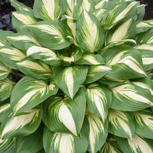 Hosta "Miss America", fot. dzięki uprzejmości Walters Gardens, Inc.