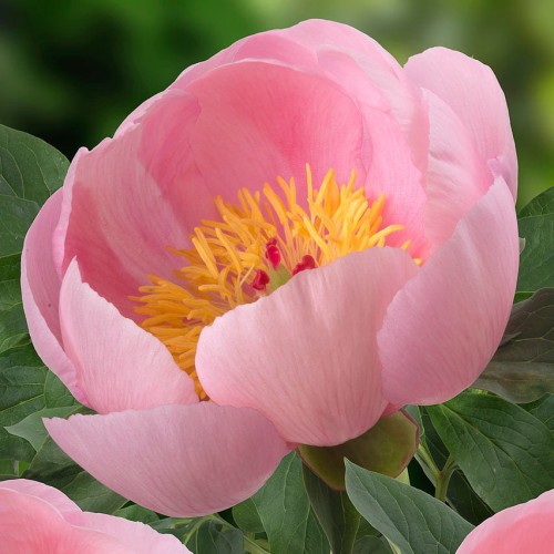 Paeonia "Soft Salmon Saucer"