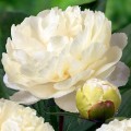 Paeonia "Sunny Girl"