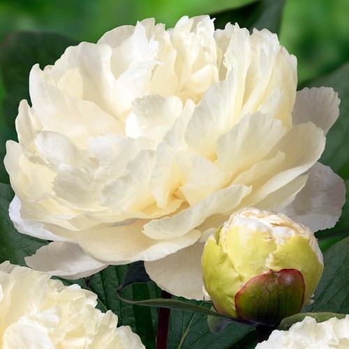 Paeonia "Sunny Girl"