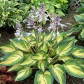 Hosta "My Fair Lady", fot. dzięki uprzejmości Walters Gardens, Inc.