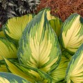 Hosta "My Fair Lady", fot. dzięki uprzejmości Walters Gardens, Inc.