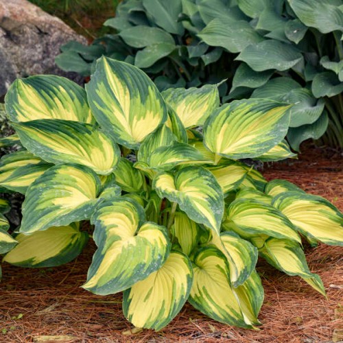 Hosta "My Fair Lady", fot. dzięki uprzejmości Walters Gardens, Inc.