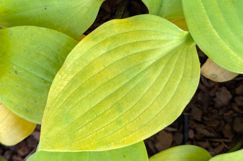 Hosta "Tom Terrific" - młodociany liść