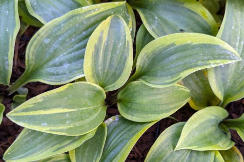 Hosta "Hot Stuff"