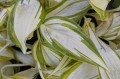Hosta "My Fair Lady" jesienią