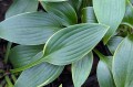 Hosta "Paradise Frost"