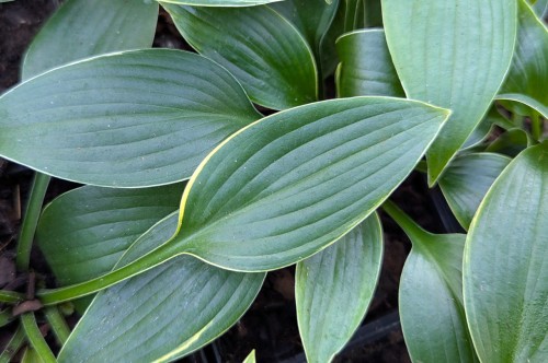 Hosta "Paradise Frost"