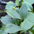 Hosta "Paradise Frost"