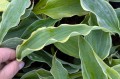 Hosta "Dancing in the Moonlight"