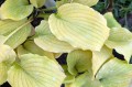 Hosta "Echo the Sun" jesienią