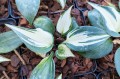 Hosta "Ivory Queen"