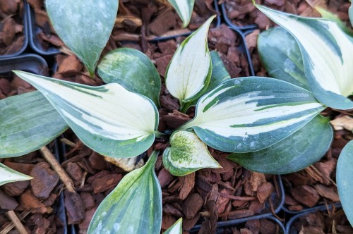Hosta "Ivory Queen"