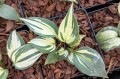 Hosta "Ivory Queen"