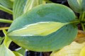 Hosta "Hot Kiss"