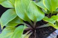 Hosta "Almost Unreal" jesienią