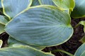 Hosta "Gigantosaurus"