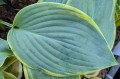 Hosta "Gigantosaurus"