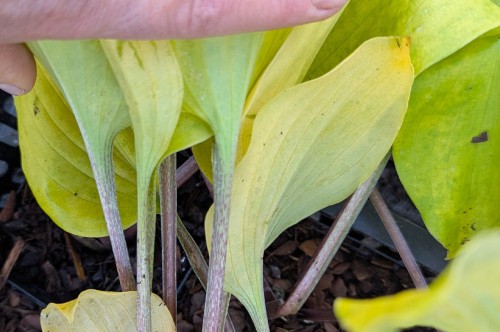 Hosta "German Sundown"