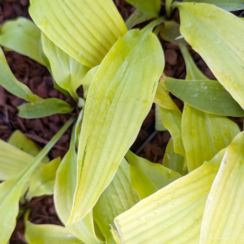 Hosta "Hineydripper"