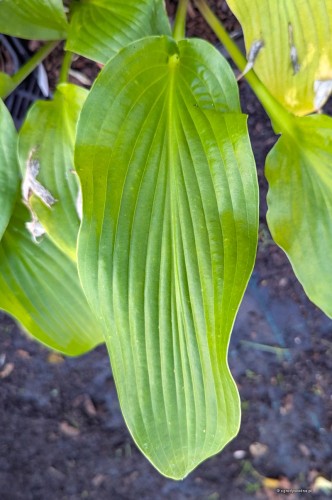 Hosta "Menorah"