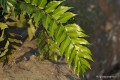 Cyrtomium falcatum