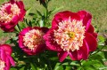 Paeonia "Sword Dance", fot. flickr.com, użytkownik F.D.Richards, licencja CC