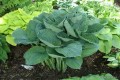 Hosta „Bam Bam Blue”