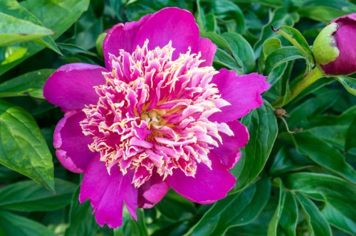Paeonia "Sword Dance", fot. flickr.com, użytkownik F.D.Richards, licencja CC