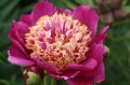 Paeonia "Sword Dance", fot. flickr.com, użytkownik F.D.Richards, licencja CC