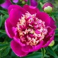Paeonia "Sword Dance", fot. flickr.com, użytkownik F.D.Richards, licencja CC
