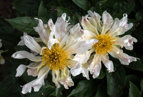 Paeonia "Green Lotus", fot. F.D.Richards, licensed as CC BY-NC-ND 2.0.
