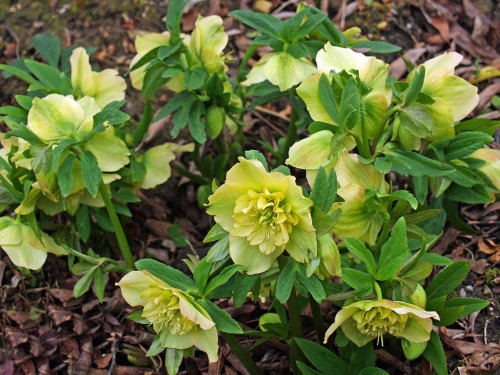 Helleborus orientalis "Yellow Ruffles"